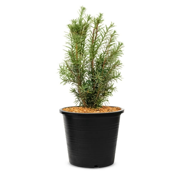 2 Gallon Hicks Yew (Taxus) Shrub - Walmart.ca