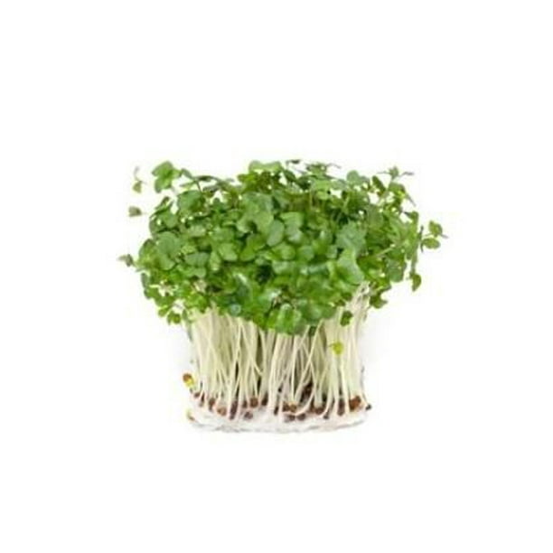 Broccoli Sprouts, Sprouts Walmart.ca