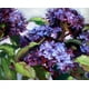 Floraison Tardive par Nancy Medina - 18 po x 24 po – image 1 sur 1