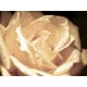 Rose Blanche par Tatiana Lopatina - 18 po x 24 po – image 1 sur 1