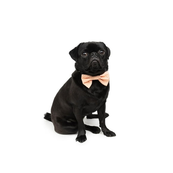 One Paw, Bowtie Slider for Dogs, Soft Fabric, Peach Color, One Paw, 1-Pack Bowtie Slider