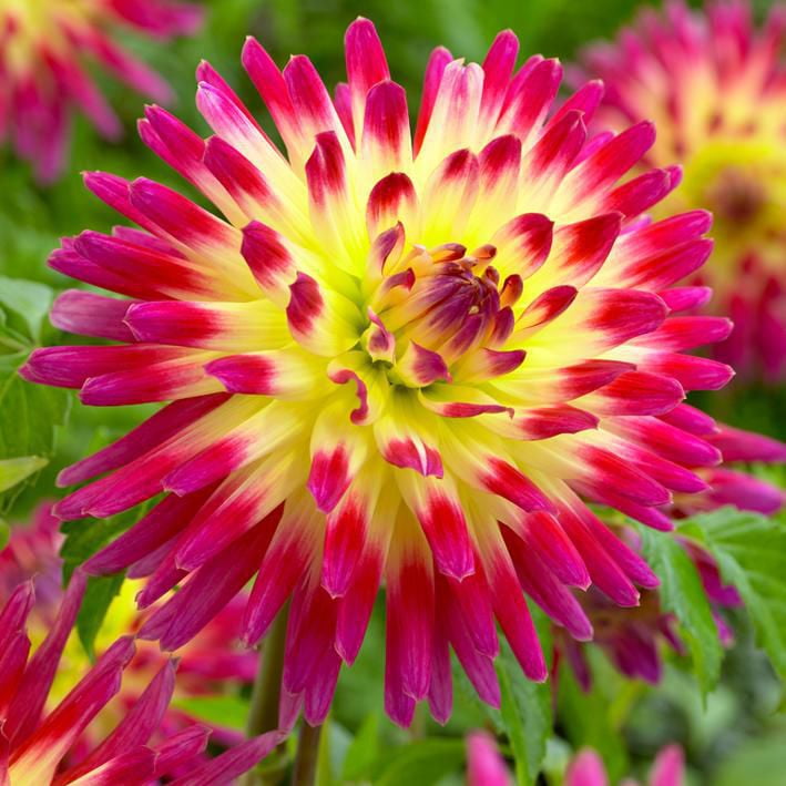 Flower Bulbs Dahlia SemiCactus Tahiti Sunrise (3 Bulbs) Walmart Canada