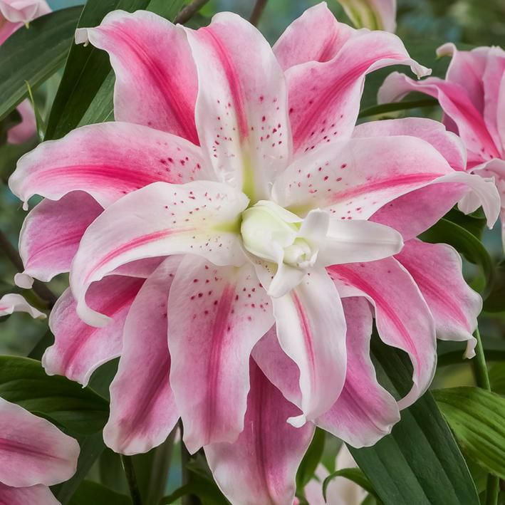 Flower Bulbs - Lilium Oriental Hybrid Sweet Rosy (8 Bulbs) | Walmart Canada