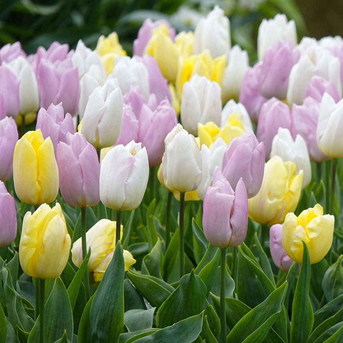 TASC Tulip Flower Bulbs-Tulip Single Early Prince Assorted (20 