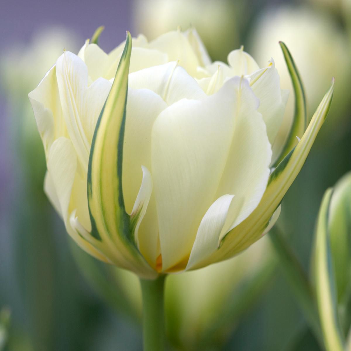 TASC Tulip Flower Bulbs-Tulip Fosteriana White Valley (20 Bulbs