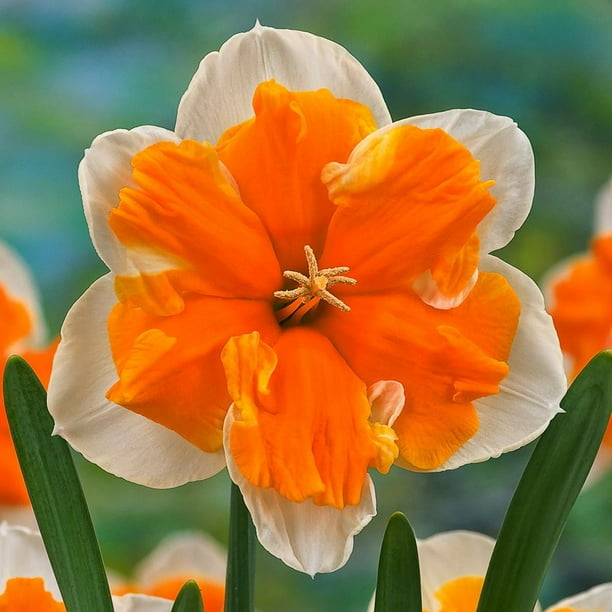 TASC Narcissus Flower Bulbs-Narcissus Split-Corona Orangery (15 Bulbs ...