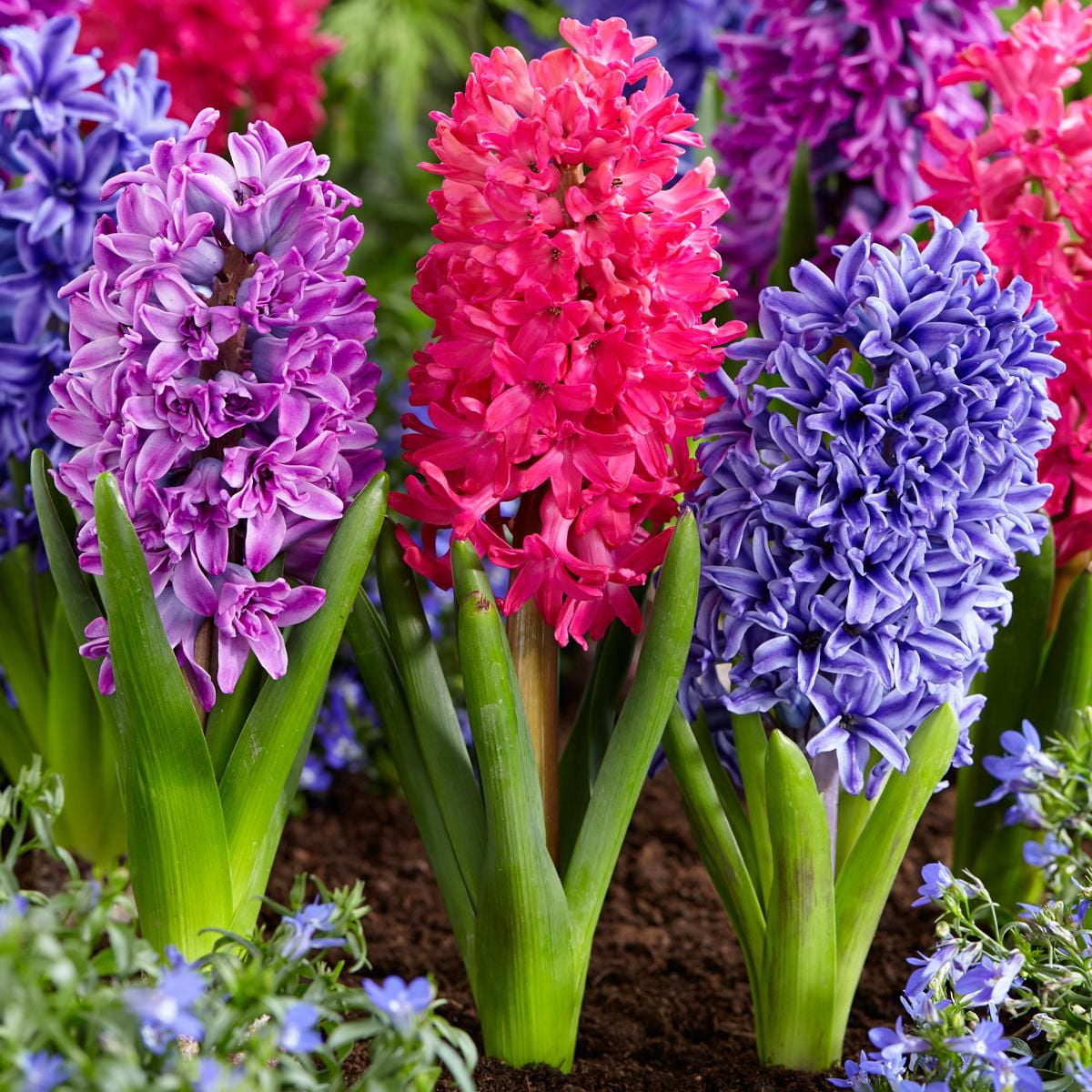 TASC Orientalis Flower Bulbs-Hyacinth Orientalis, Blue, Purple & Red (7 ...