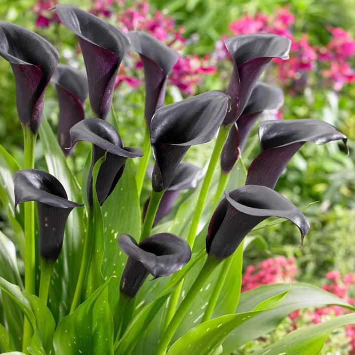 Flower Bulbs Calla Lily Zantedeschia Schwarzwalder (3 Bulbs