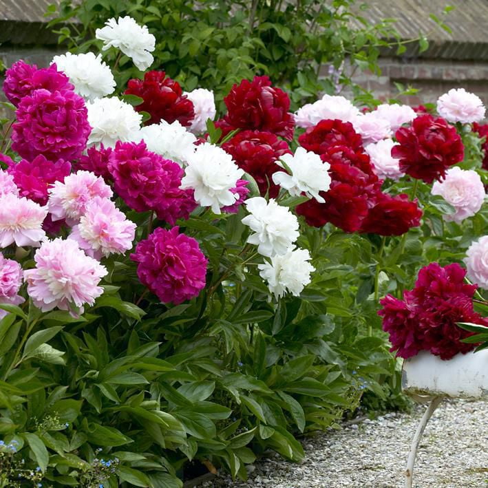 Flower Bulbs Peony Paeonia Assorted (4 Bulbs) Walmart Canada