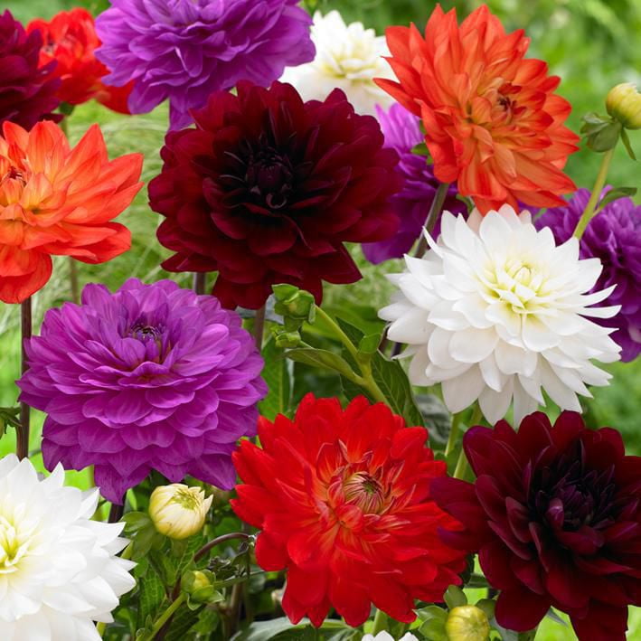 Flower Bulbs Dahlia Decorative Karma Assorted (5 Bulbs) Walmart Canada