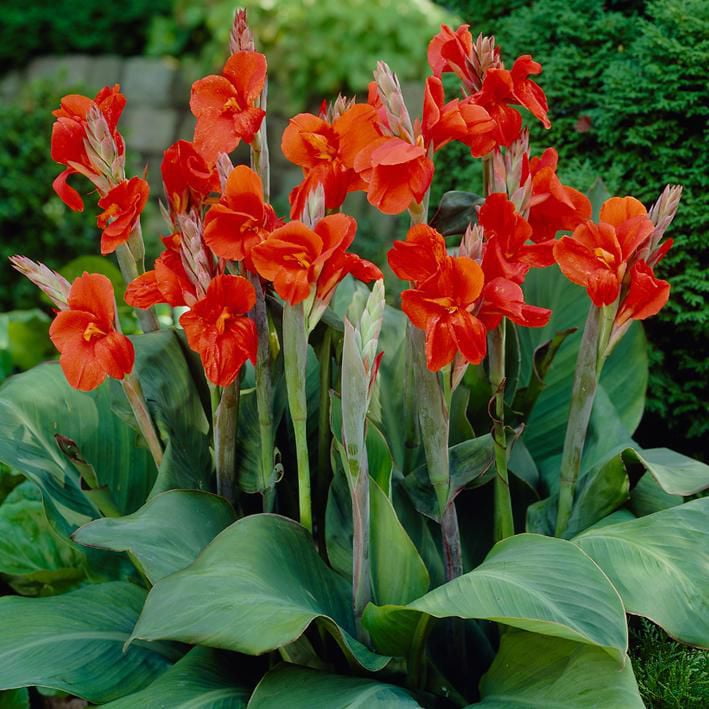 Flower Bulbs Canna Indica Hybrid The President (6 Bulbs) Walmart Canada