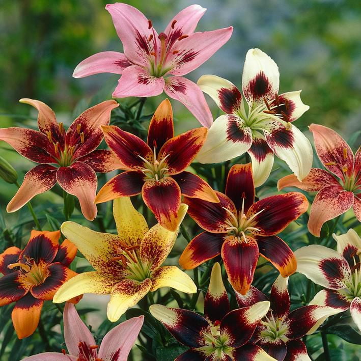 Flower Bulbs - Lilium Asiatic Hybrid Tango Assorted (15 Bulbs 