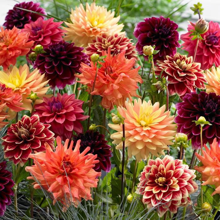 Flower Bulbs Dahlia Decorative Sunset Assorted (5 Bulbs) Walmart Canada