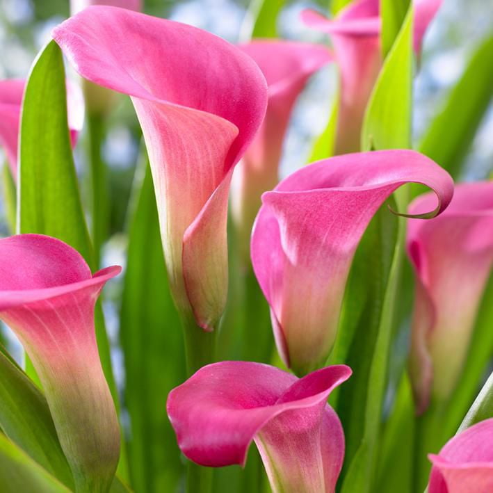 Pink lily flower head, side view Our beautiful pictures are available as  Framed Prints, Photos, Wall Art and Photo Gifts