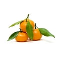 thumbnail image 1 of Mandarin, Stem and Leaf, 1 of 1