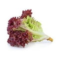 thumbnail image 1 of Lettuce, Red Leaf, Sold in singles, 1 of 3