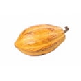 thumbnail image 1 of Cacao, 1 of 1