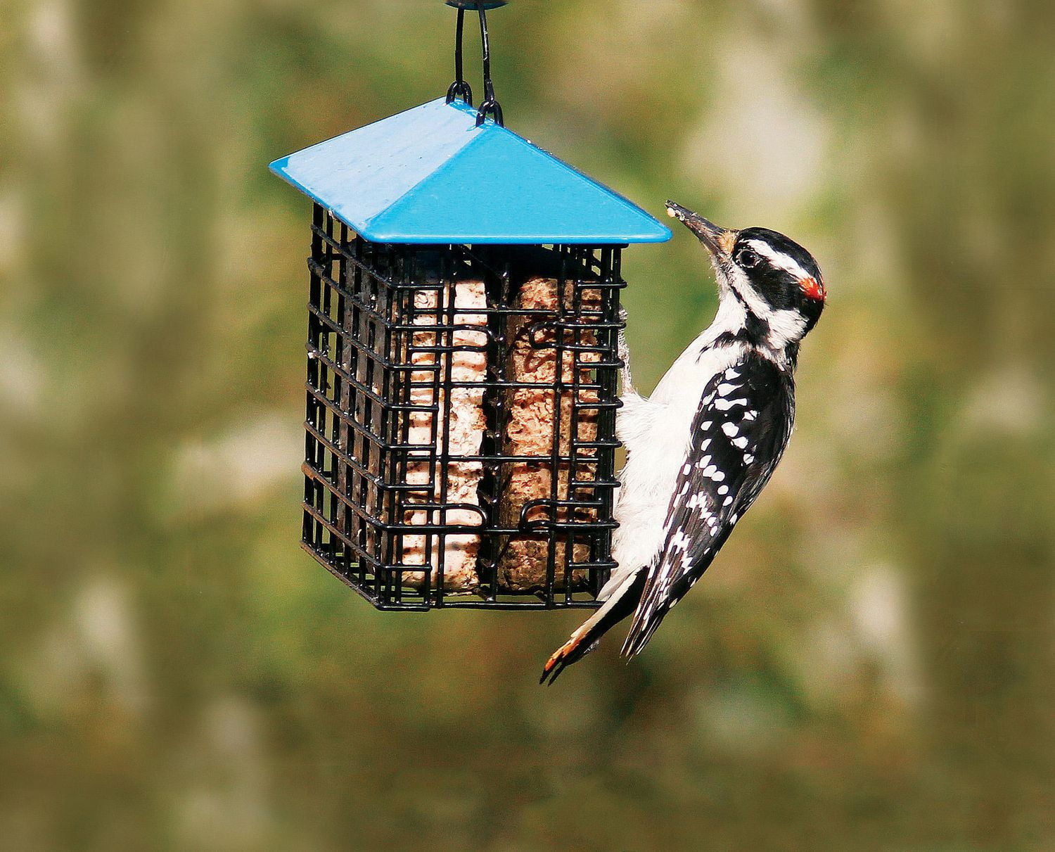 Stoke S Select Double Suet Feeder With Weather Guard Walmart Canada