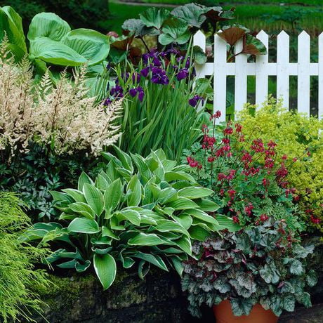 Flower Bulbs - Shade Garden Collection (5 Bulbs) | Walmart Canada