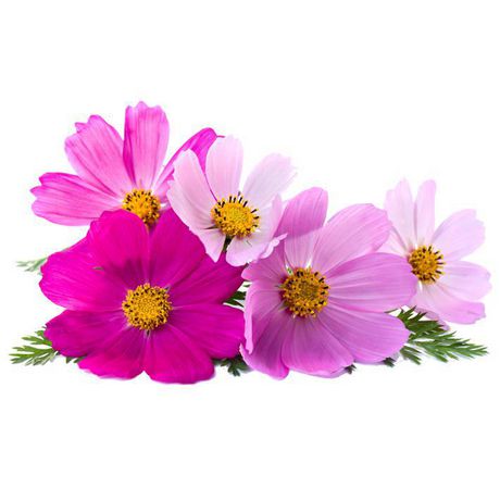 Seeds are Easy-Cosmos | Walmart Canada