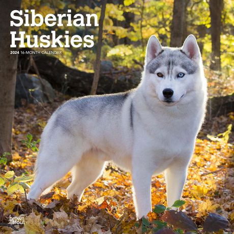 BrownTrout Huskies de Sibérie 2024 Mur Carré 30.48x60.96 CM, 9781975465063