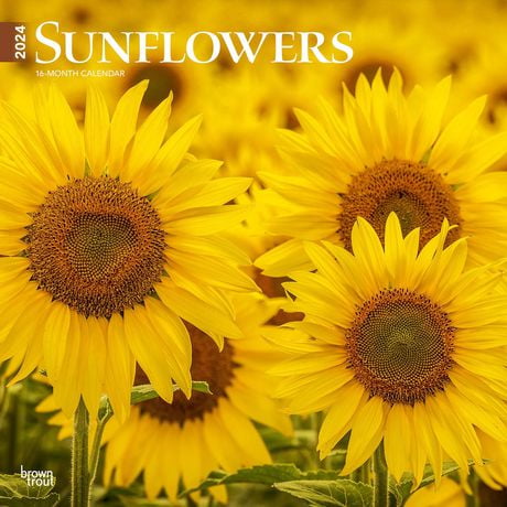 BrownTrout Sunflowers 2024 12x24 Inch Square Wall Calendar ...