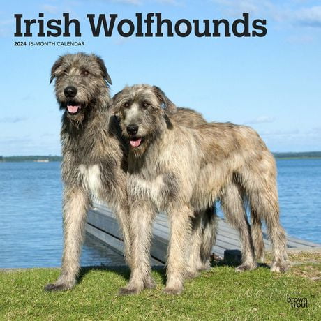 BrownTrout Irish Wolfhounds 2024 Mur Carré 30.48x60.96 CM, 9781975470692