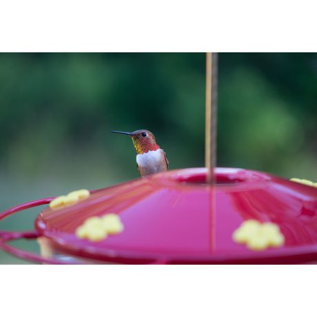 perky pet hummingbird feeder leaks