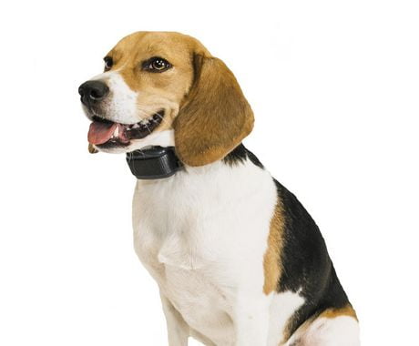bark collar walmart canada
