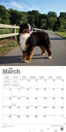 Browntrout Publishers Bernese Mountain Dogs 2022 12 X 12 Inch Monthly Square Wall Calendar | Walmart Canada