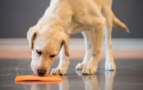 hyper pet lickimat dog feeding plate