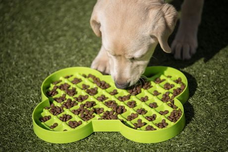 amazon best dog slow feeder amazon best dog slow feeder
