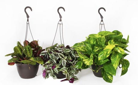 Costa Farms Exotic Angel Houseplant 8 Hanging Basket 