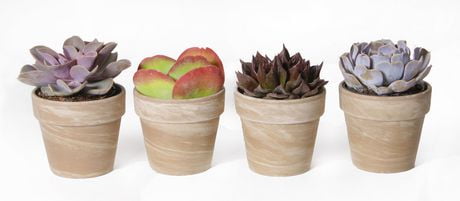 plante interieur walmart
