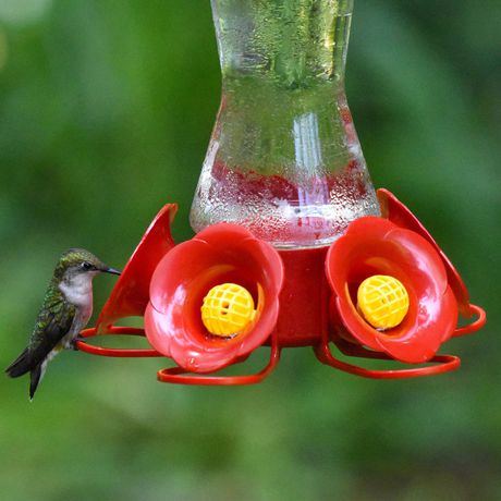 perky pet hummingbird feeder 211