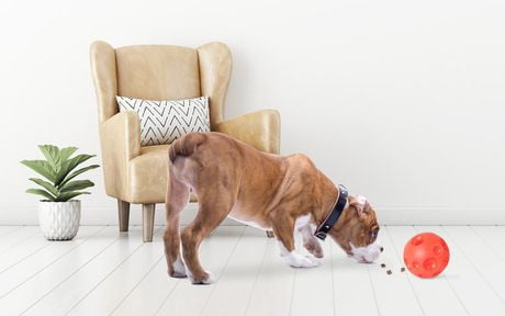 omega paw tricky treat ball large