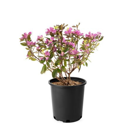 PJM Elite Star Rhodo 2 Gallon | Walmart Canada