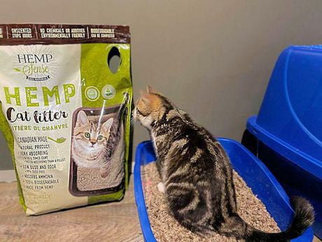 cat litter dust filter