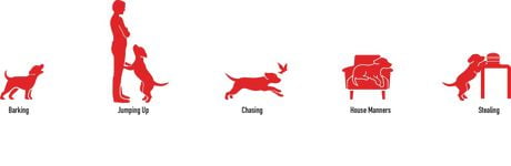 pet corrector spray 50ml