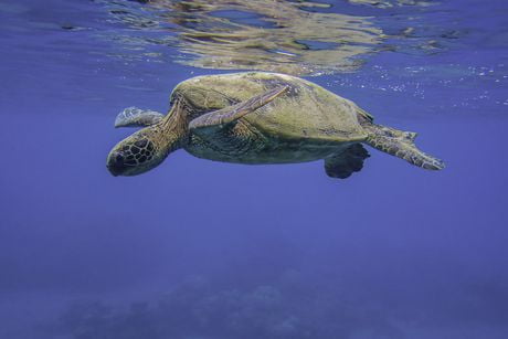 Eurographics Maui Green Turtle | Walmart Canada