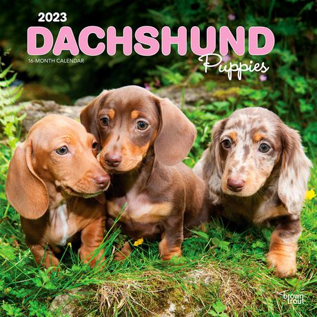 are miniature dachshunds easy to train