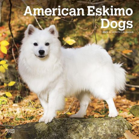 American Eskimo Dogs | 2023 12x24 Inch Square Wall Calendar | Walmart ...