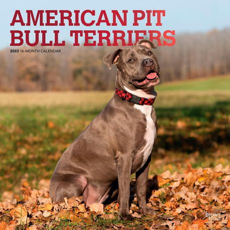 American Pit Bull Terriers | 2023 12x24 Inch Square Wall Calendar ...