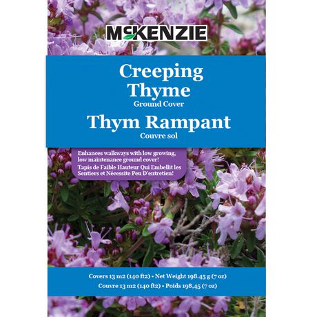 about creeping thyme ground cover