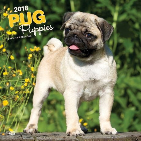 pug puppy calendar 2018 pug puppies calendar walmart canada pug puppy calendar 2018 pug puppies calendar walmart canada