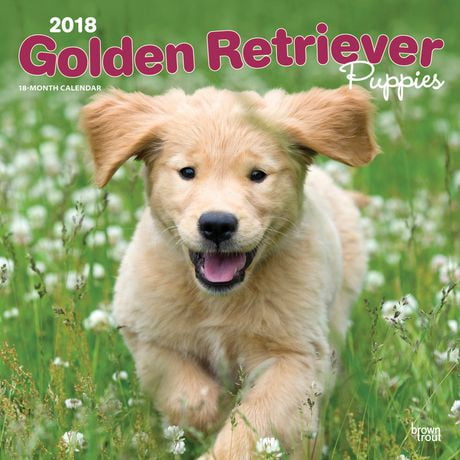 where to buy golden retriever puppies in california 2018 golden retriever puppies calendar walmart canada where to buy golden retriever puppies in california 2018 golden retriever puppies calendar walmart canada