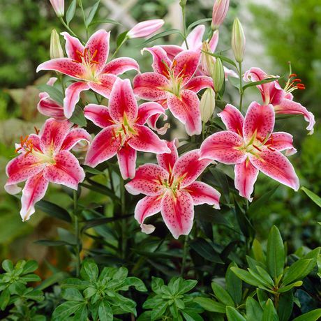 TASC Flower Bulbs - Lilium Oriental Hybrid Stargazer (9 Bulbs) | Walmart  Canada