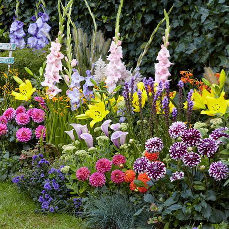 TASC Flower Bulbs - Summer Border Collection (20 Bulbs) - Walmart.ca