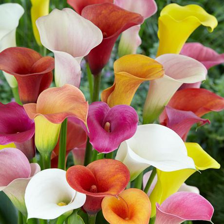 Bulbs are Easy Flower Bulbs - Zantedeschia Assorted (12 Bulbs ...