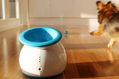 iFetch Lanceur de balle automatique pour chiens